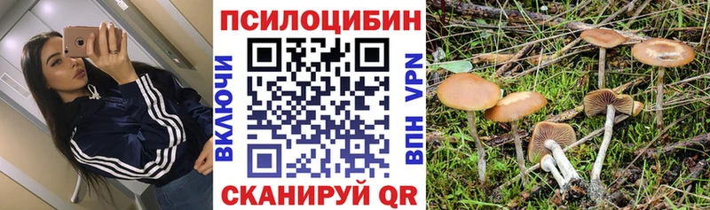 ОМГ ОМГ зеркало  Бердск  Псилоцибиновые грибы Psilocybe 